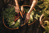 Mani che raccolgono verdure fresche da un cesto in giardino, includendo carote, finocchi, ravanelli, fagiolini e mais, insieme a utensili da giardinaggio. Immagine ideale per articoli su giardinaggio, agricoltura biologica e alimentazione sana.